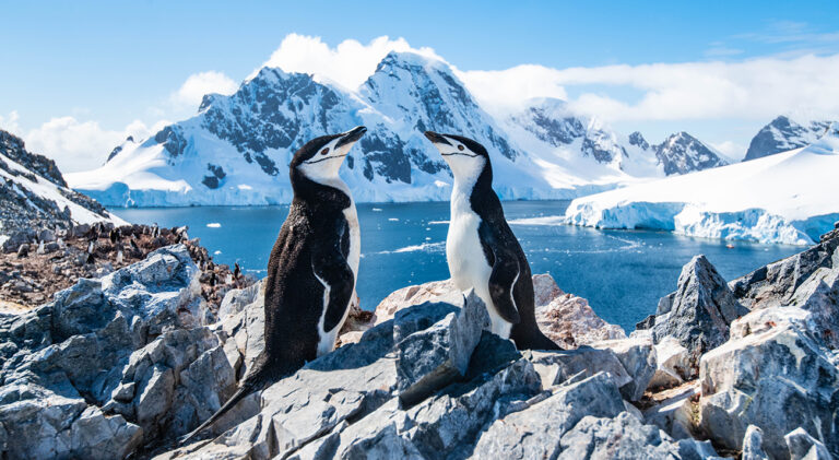 Vision Cruise Exclusive Antarctica and South America