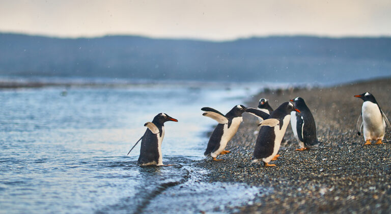 Vision Cruise Exclusive South America Expedition